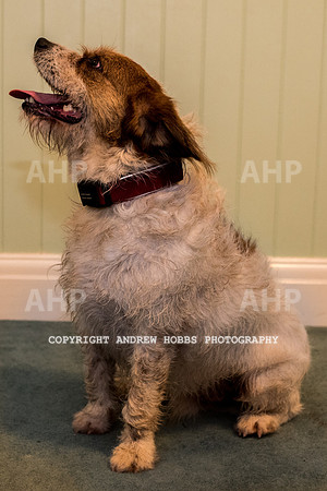 Oliver Dog Audition Minehead 2017-5284