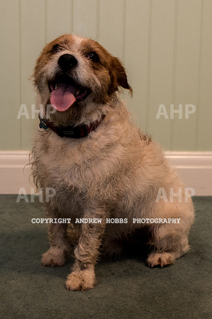 Oliver Dog Audition Minehead 2017-5286
