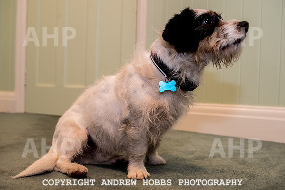 Oliver Dog Audition Minehead 2017-5334