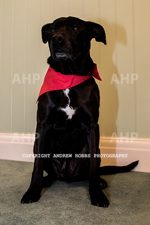 Oliver Dog Audition Minehead 2017-5346