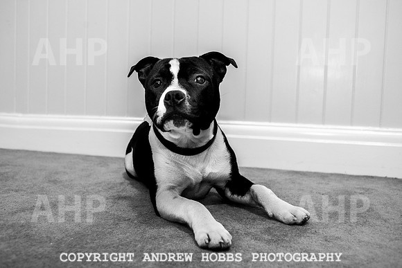 Oliver Dog Audition Minehead 2017-5362
