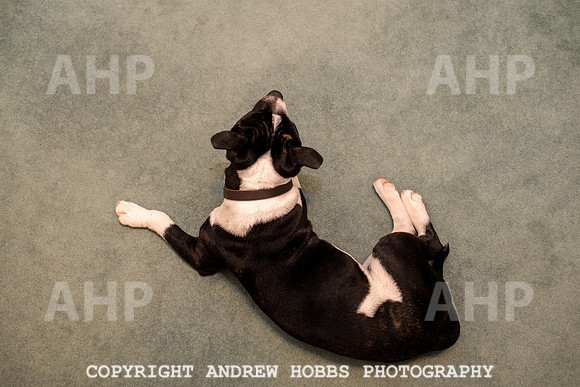 Oliver Dog Audition Minehead 2017-5379