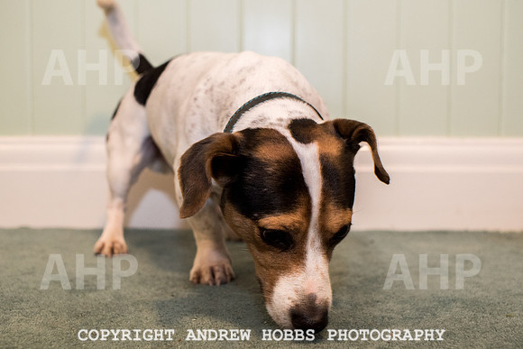 Oliver Dog Audition Minehead 2017-5382