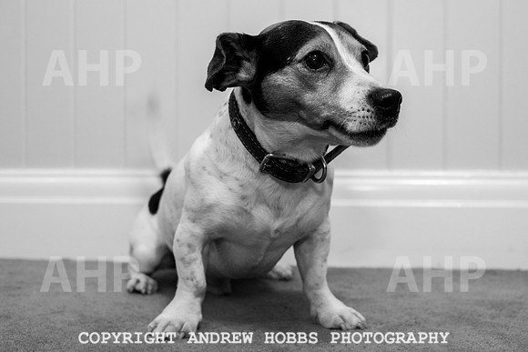 Oliver Dog Audition Minehead 2017-5385