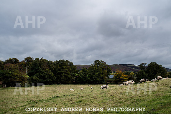 Sampford Brett Walk EM -  Nov 2016-3878
