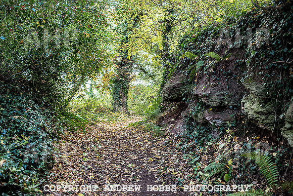 Sampford Brett Walk EM -  Nov 2016-3881