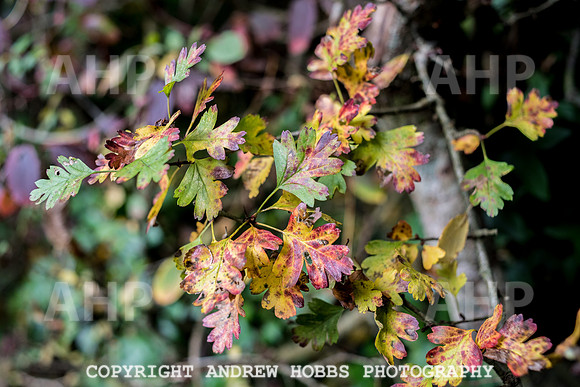 Sampford Brett Walk EM -  Nov 2016-3885