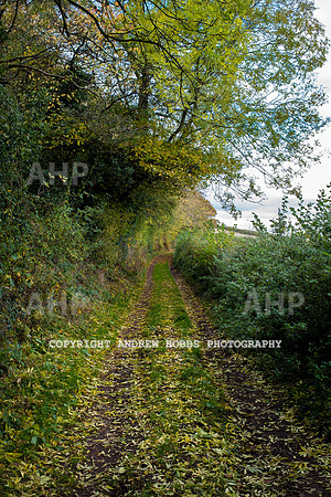 Sampford Brett Walk EM -  Nov 2016-3889