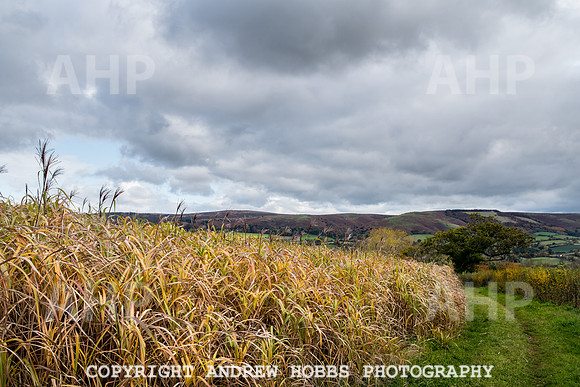 Sampford Brett Walk EM -  Nov 2016-3903