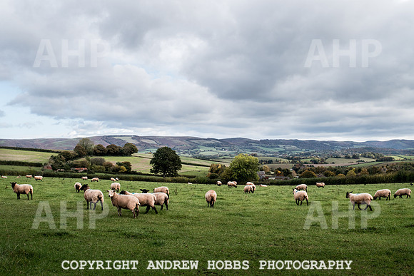 Sampford Brett Walk EM -  Nov 2016-3913