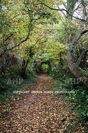 Sampford Brett Walk EM -  Nov 2016-3918