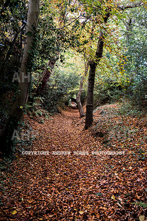 Sampford Brett Walk EM -  Nov 2016-3927