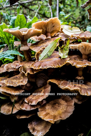 Sampford Brett Walk EM -  Nov 2016-3935