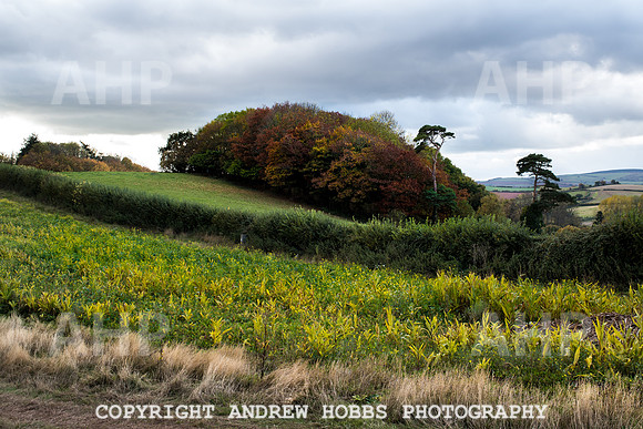 Sampford Brett Walk EM -  Nov 2016-3958