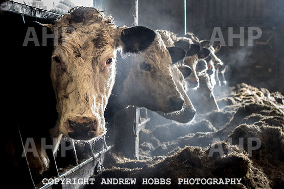 Blindwell Farm EM -  2017-5971