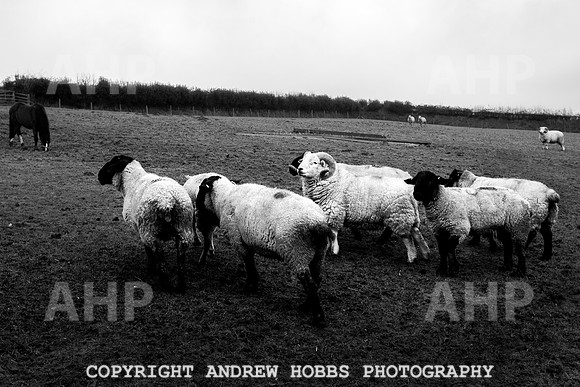 Blindwell Farm EM -  2017-5963