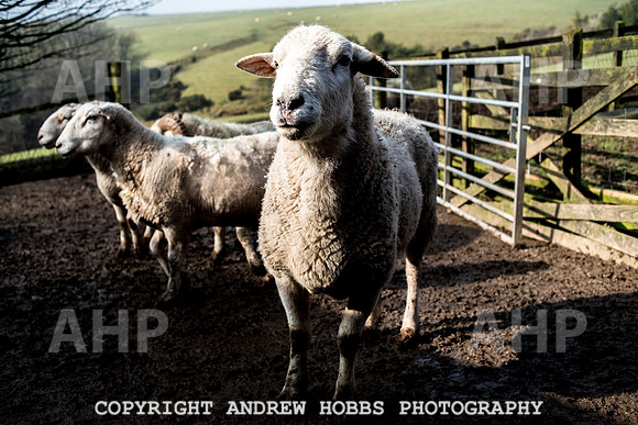 Blindwell Farm EM -  2017-5988