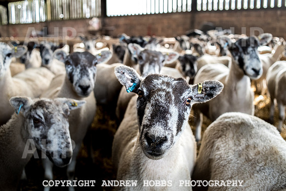 Blindwell Farm EM -  2017-5999