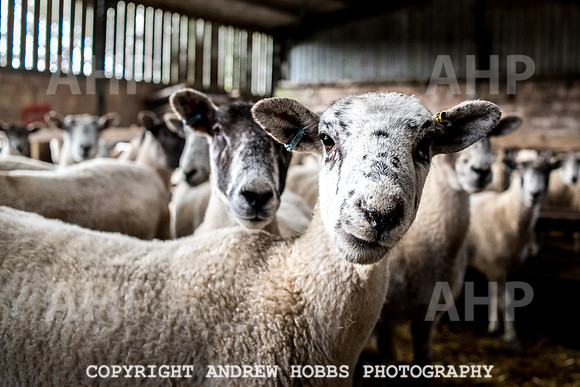 Blindwell Farm EM -  2017-6004