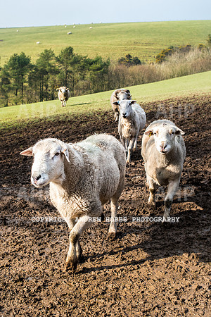 Blindwell Farm EM -  2017-6014