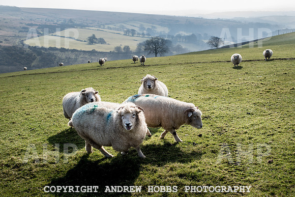 Blindwell Farm EM -  2017-6138