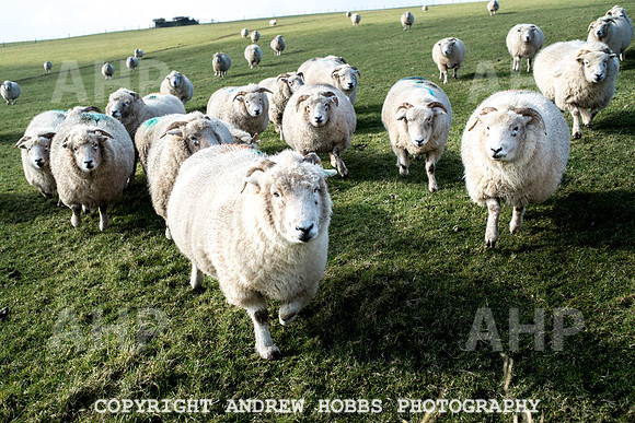 Blindwell Farm EM -  2017-6162