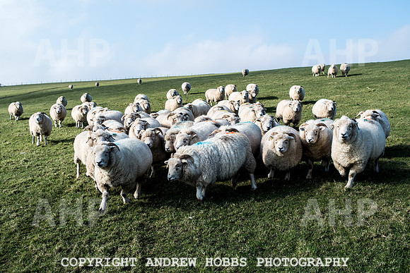 Blindwell Farm EM -  2017-6180