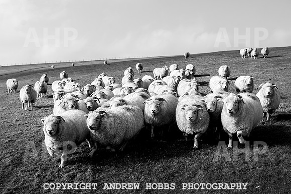 Blindwell Farm EM -  2017-6182
