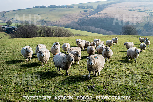 Blindwell Farm EM -  2017-6225