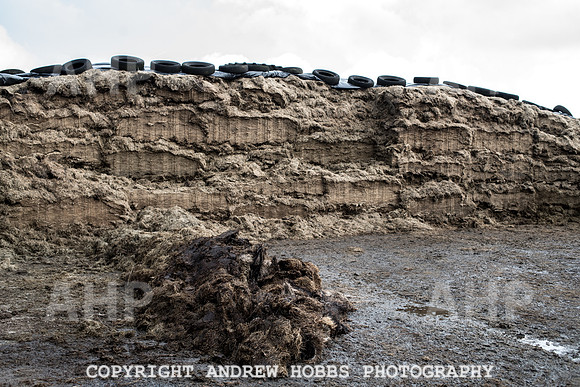 Blindwell Farm EM -  2017-6467