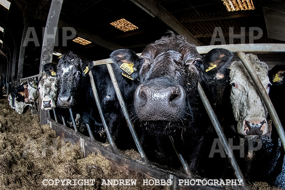 Blindwell Farm EM -  2017-6481