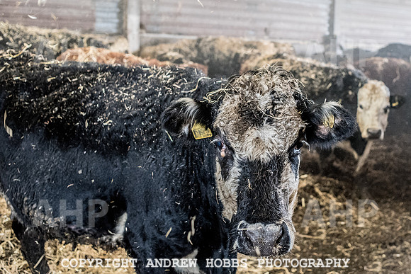 Blindwell Farm EM -  2017-6510