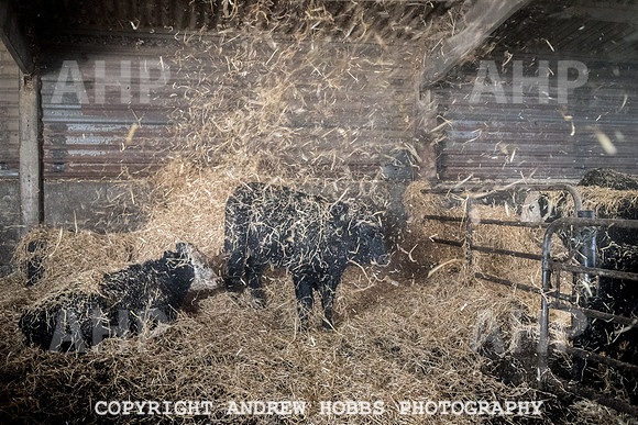 Blindwell Farm EM -  2017-6517