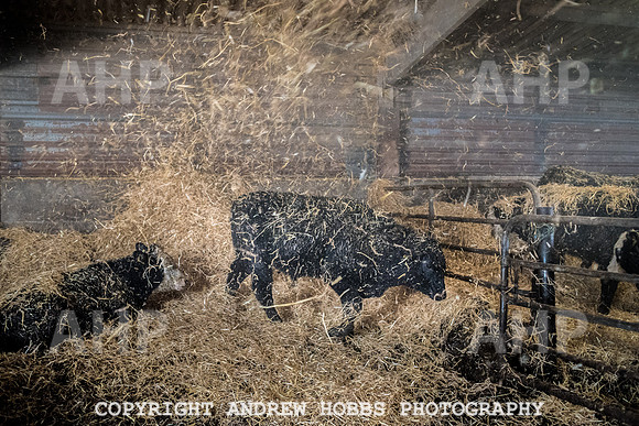 Blindwell Farm EM -  2017-6521