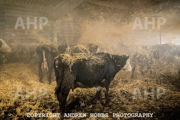 Blindwell Farm EM -  2017-6632