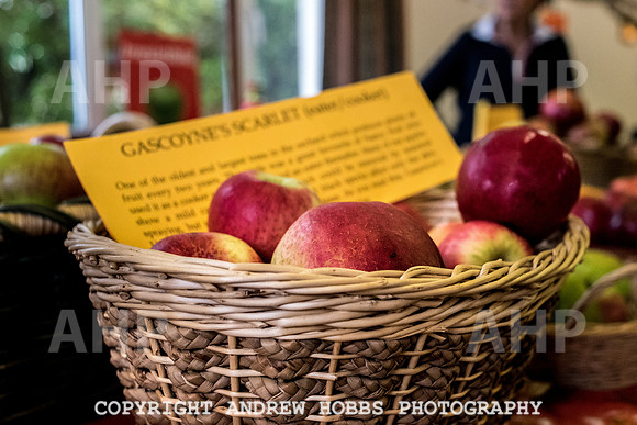 Carhampton Apple Day 2016-3708