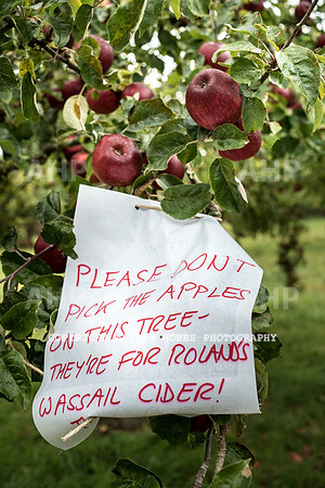 Carhampton Apple Day 2016-3742