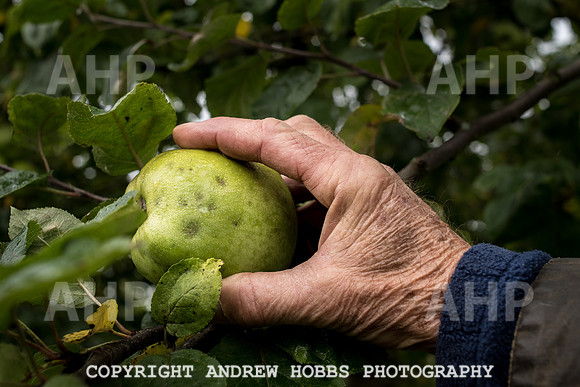Carhampton Apple Day 2016-3753