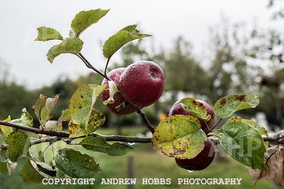 Carhampton Apple Day 2016-3756