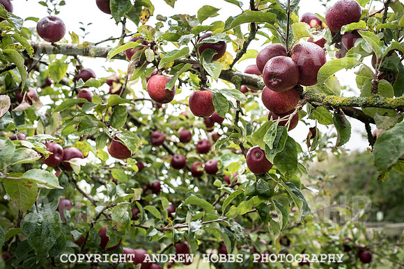 Carhampton Apple Day 2016-3757