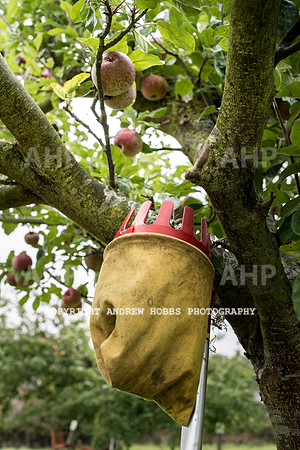 Carhampton Apple Day 2016-3758