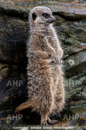 Exmoor Zoo 2017-7361