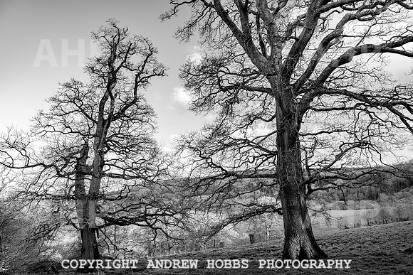 Nettlecombe Oaks - EM - March 2022-9645