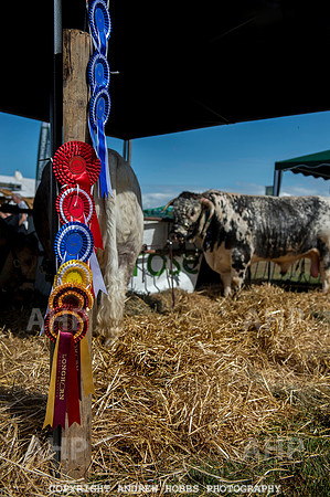 Dunster Show 2014 007