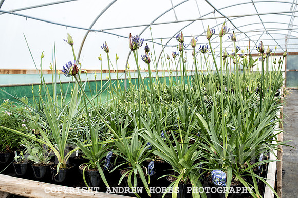 Atlantic Botanic-0825