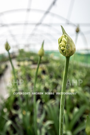 Atlantic Botanic-0851