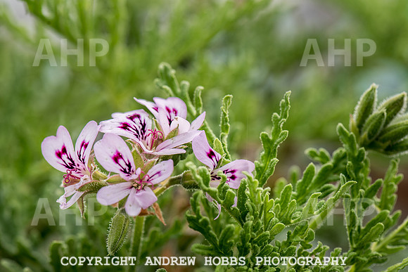 Atlantic Botanic-0857