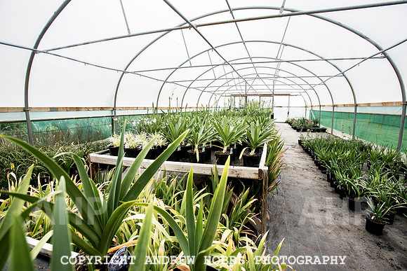 Atlantic Botanic-0854