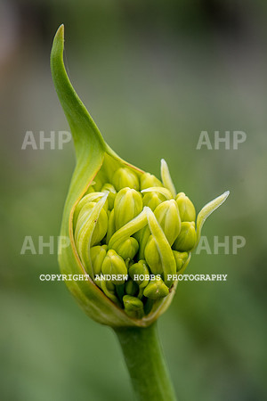 Atlantic Botanic-0858