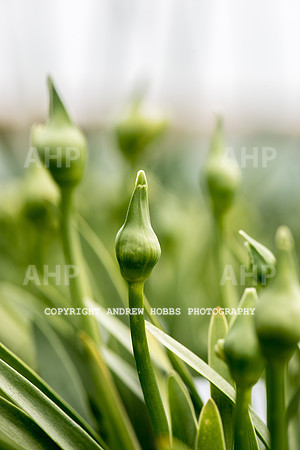 Atlantic Botanic-0860